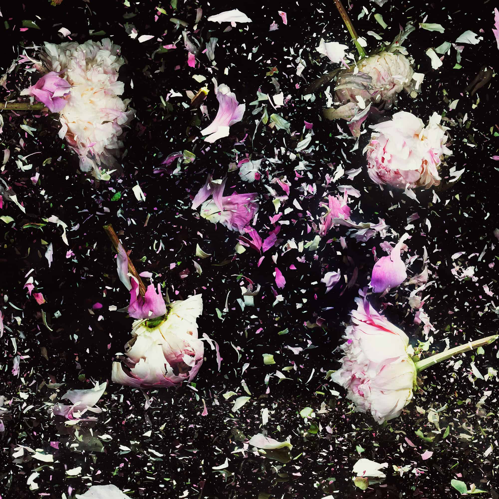 Flower Explosion Jonathan Knowles