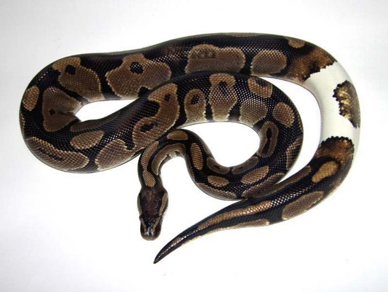 Are Piebald Patterns Truly Random? The Ball Street Journal
