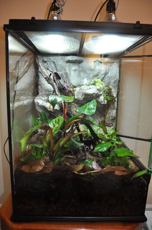 Just finished my first viv... Exo Terra 18x18x24 Dendroboard