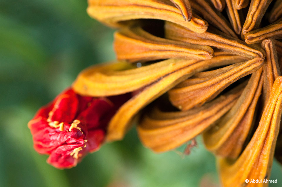 The African Tulip Tree JLR Explore