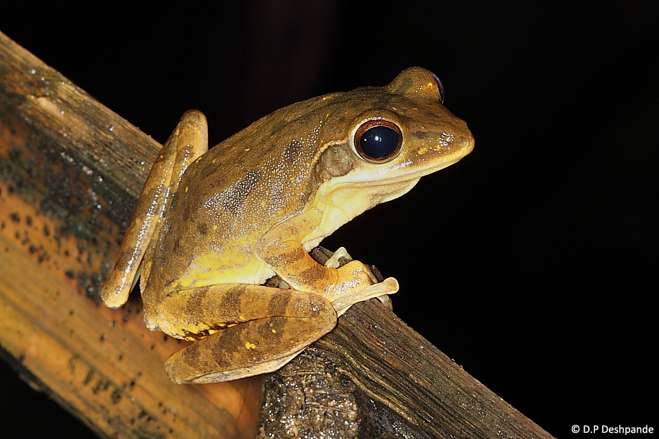 Arboreal Frogs of Castlerock JLR Explore