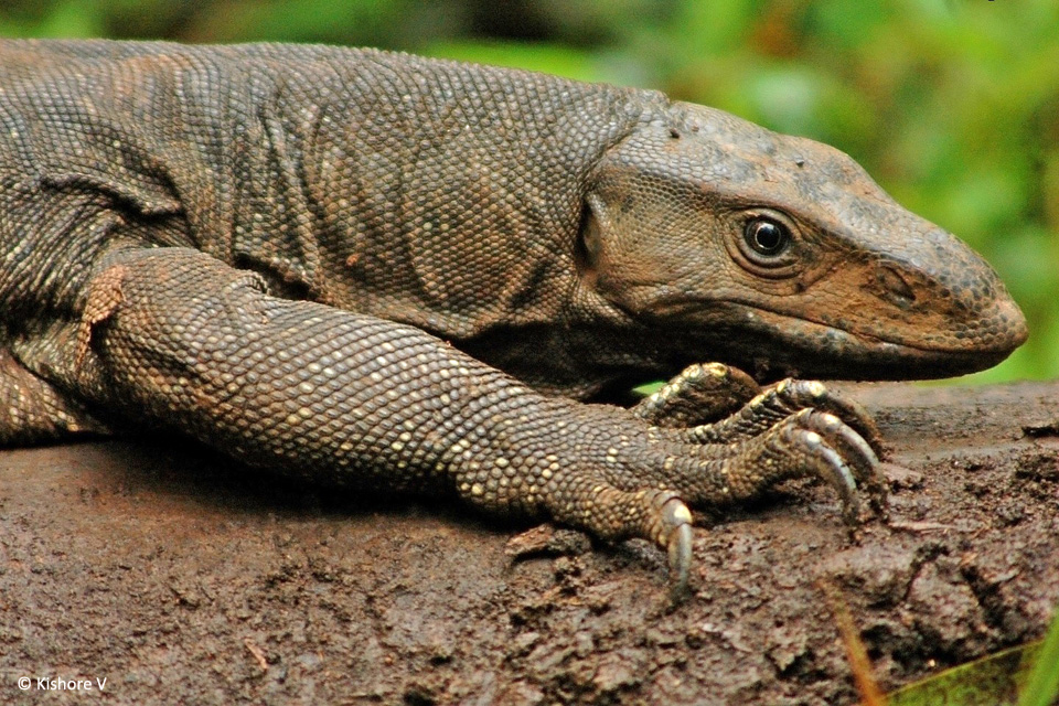 Monitor Lizards of Bhadra JLR Explore