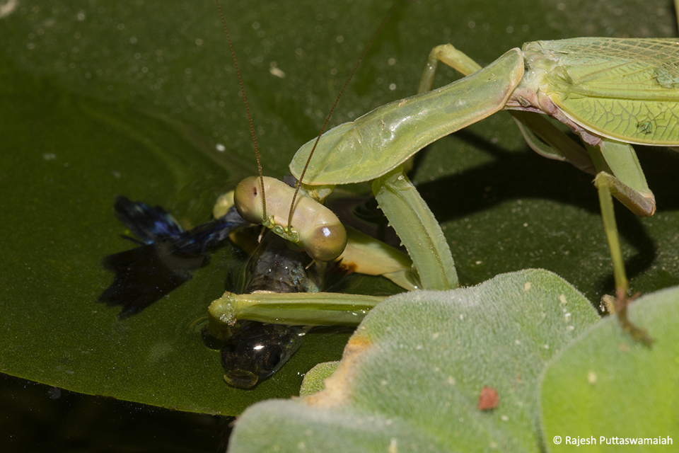Praying Mantis Learns to Fish JLR Explore