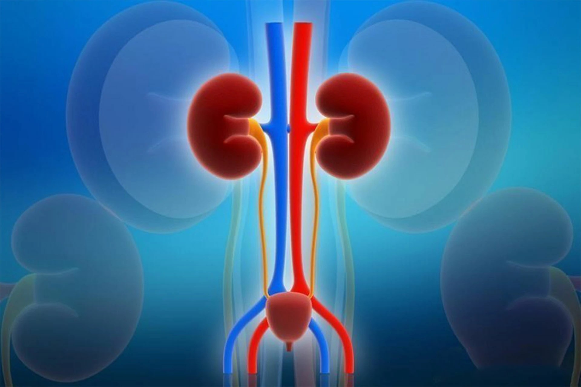 Does soy protein increase the burden on the kidneys?