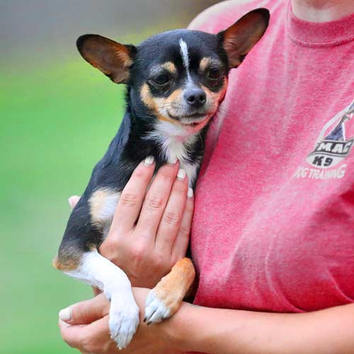 Dog Trainers in South Jersey J Mac K9 Academy Dog Training