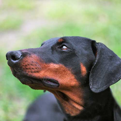 Dog Trainers in South Jersey J Mac K9 Academy Dog Training