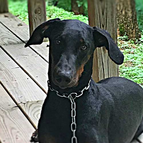 Dog Trainers in South Jersey J Mac K9 Academy Dog Training