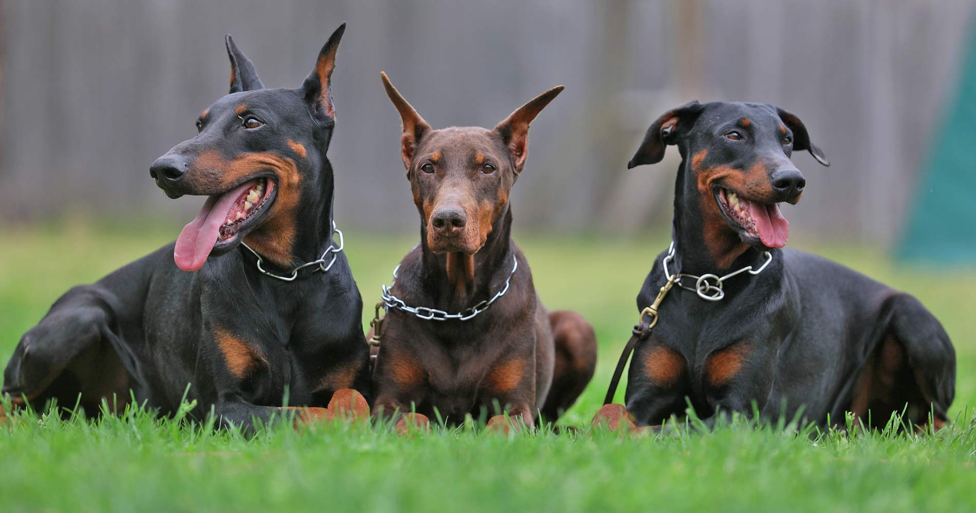 Dog Training Photos J Mac K9 Academy Dog Training