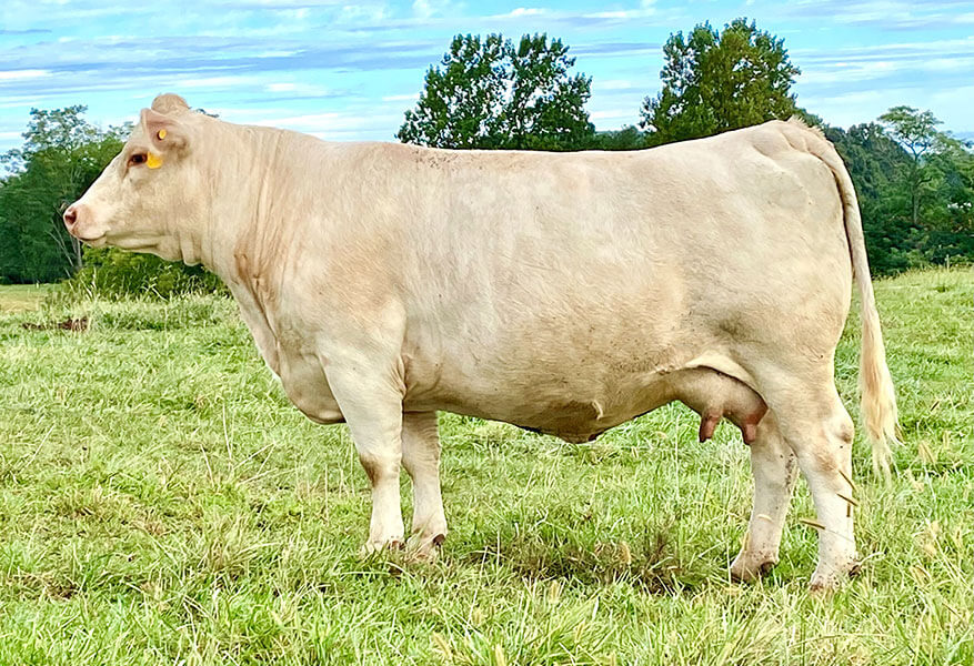 Cows JMAR Charolais Cattle Appomattox, VA