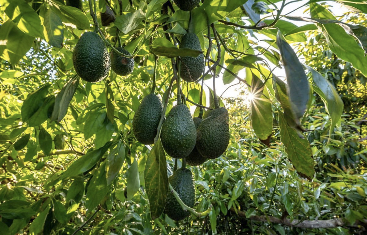 Exotic Fruit Trees For Florida