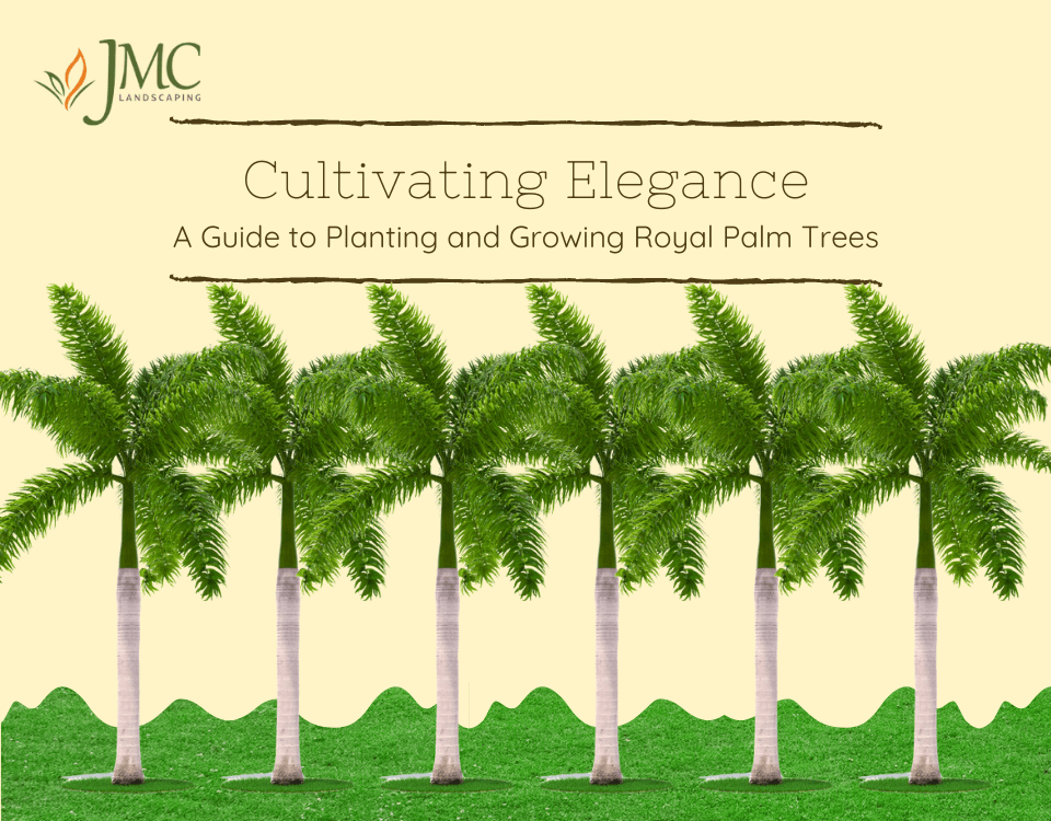 Planting and Growing Royal Palm Trees