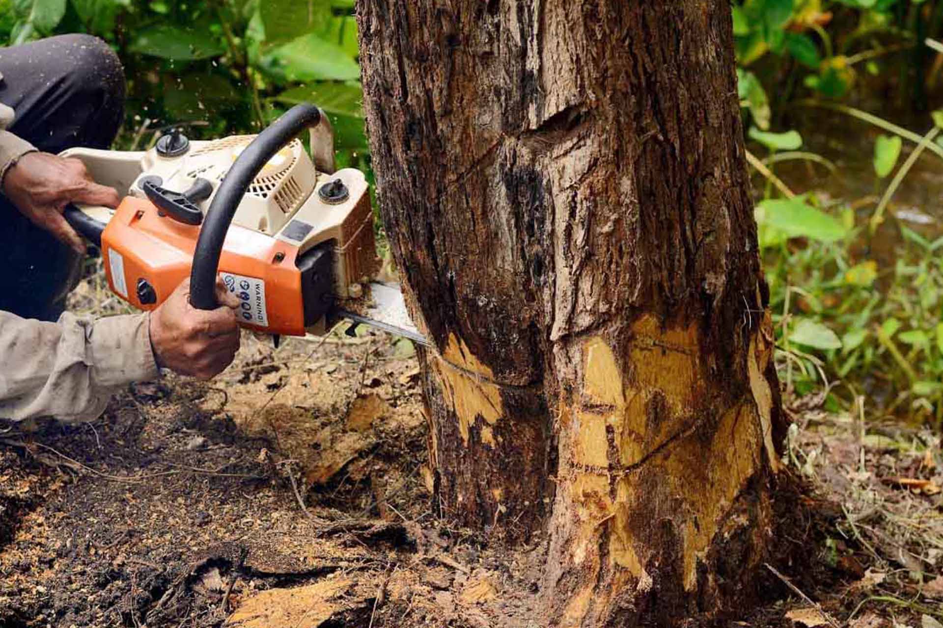 Proficient Tree Service in Brenham, TX, 77833!
