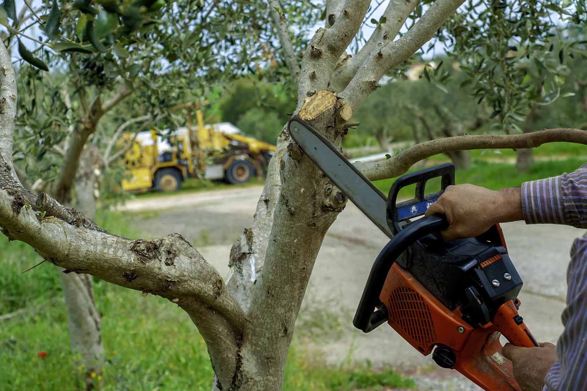 Proficient Tree Service in Brenham, TX, 77833!