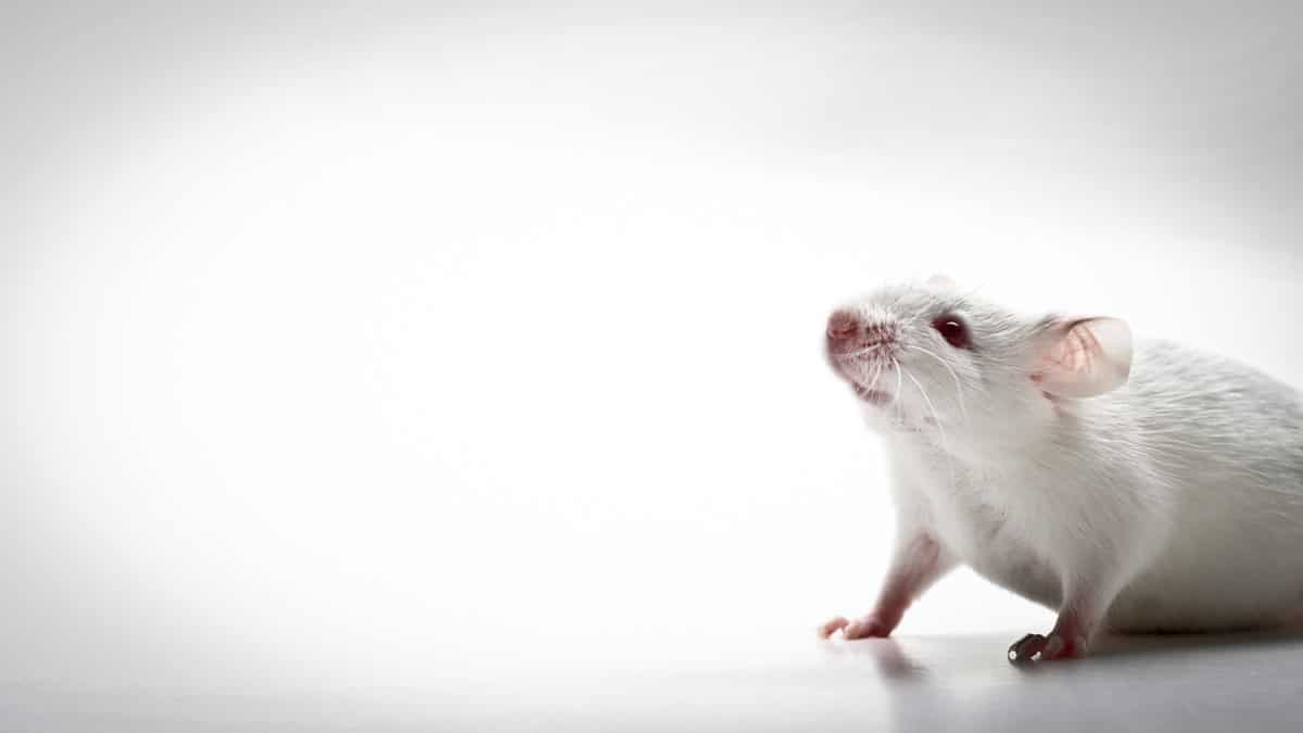 7 Books Like Flowers For Algernon What We Reading