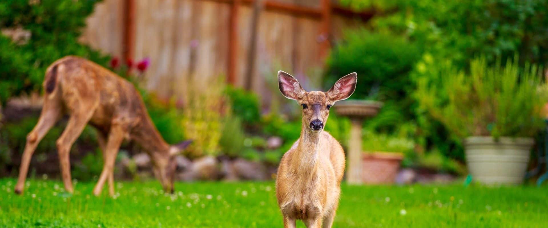 The 30 Most Deer Resistant Shrubs