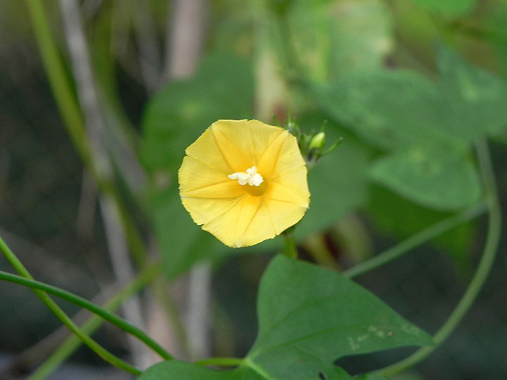Yellow Trumpet Morning Glory Jacksonville Morning Glory Vineyard