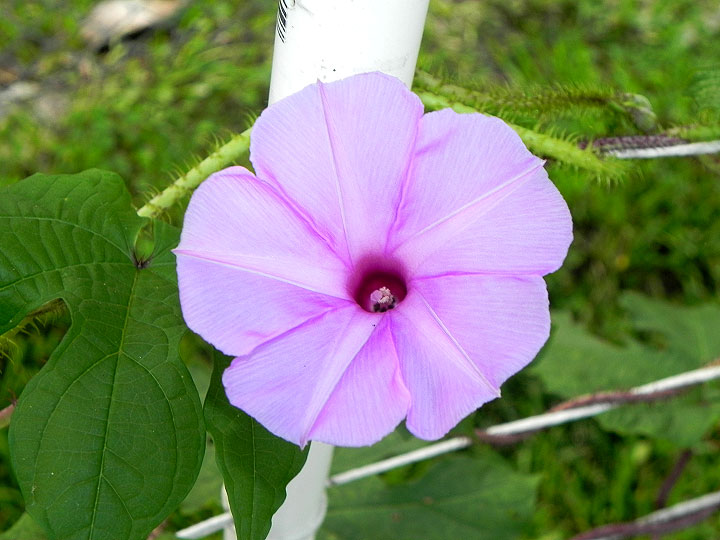 Brazilian Morning Glory Jacksonville Morning Glory Vineyard