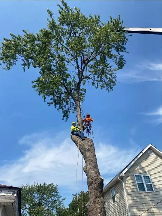 JM Tree Services in Richmond
