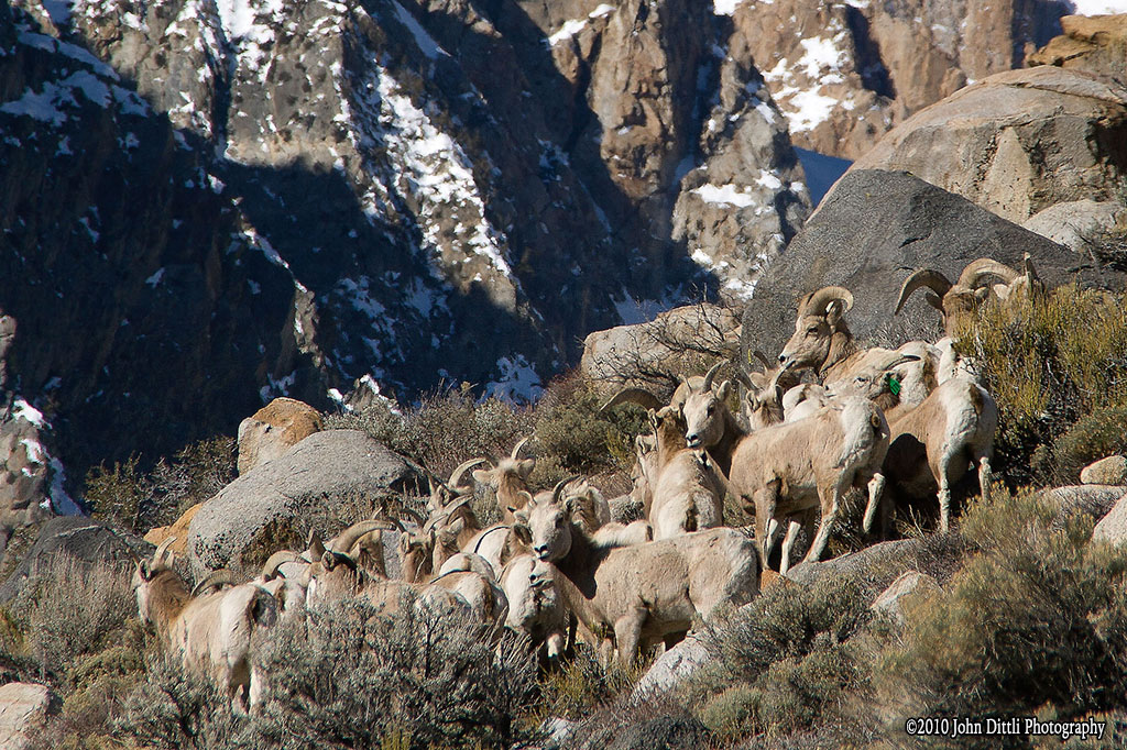 Sierra Nevada Bighorn Sheep The JMT Wilderness Conservancy
