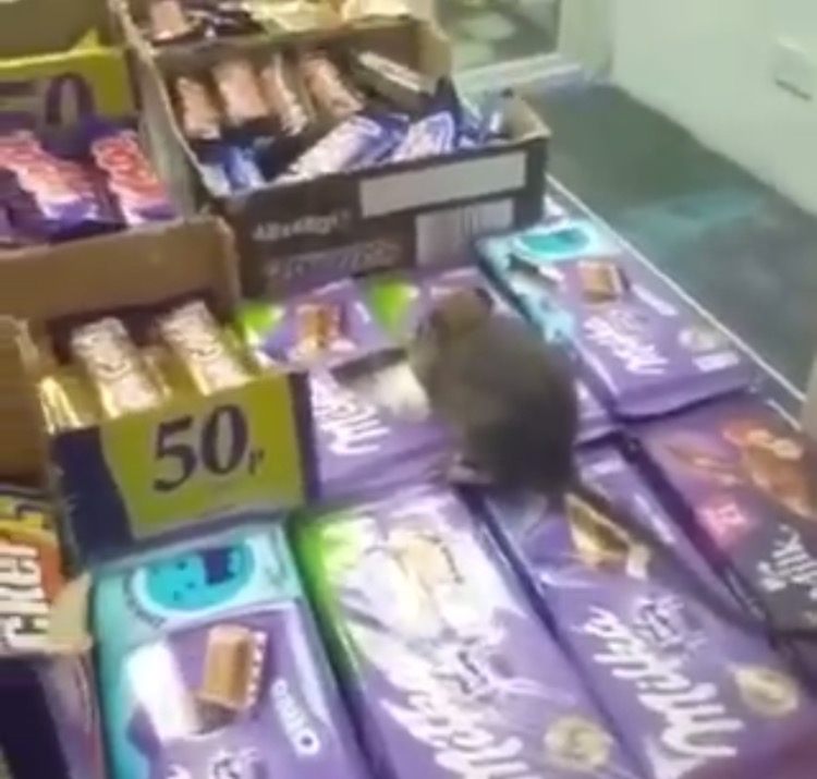 Hungry rat filmed on city shop counter