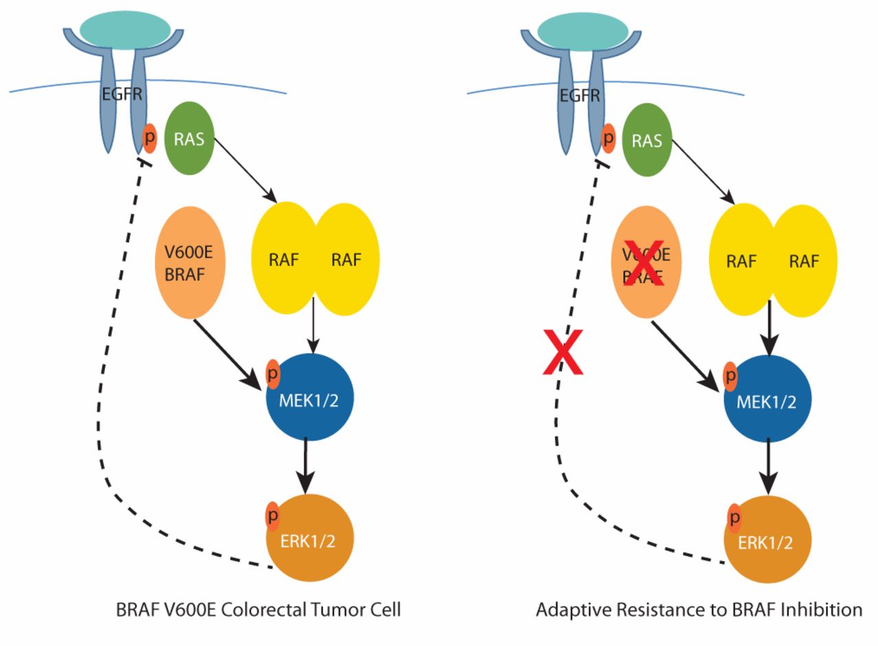 BRAF Mutations in Colorectal Cancer Clinical Relevance and Role in