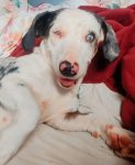 Heterocromia Canina