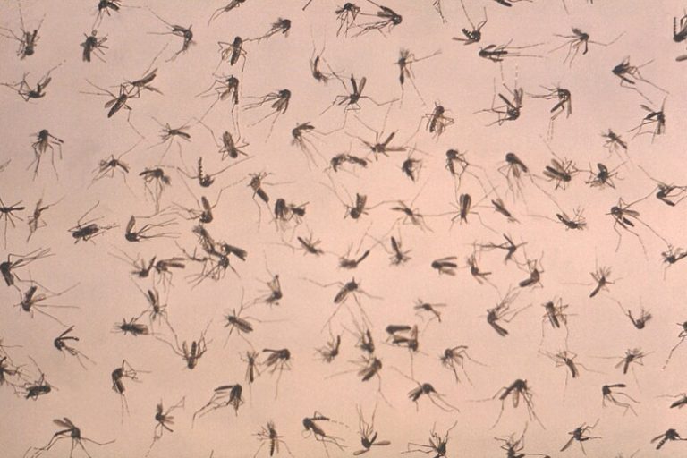 Mosquito da Dengue