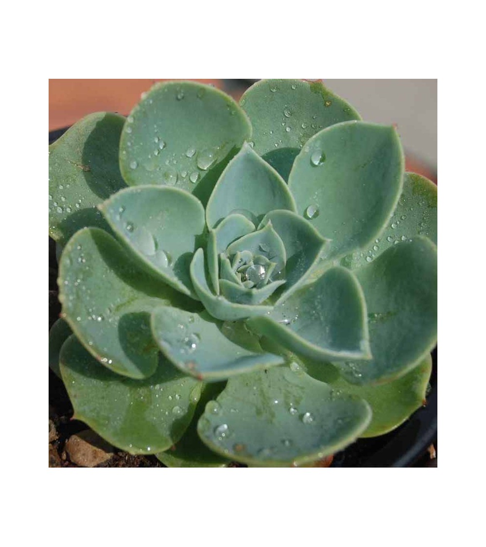 Vente en ligne plantes pour jardins Echeveria en Tunisie