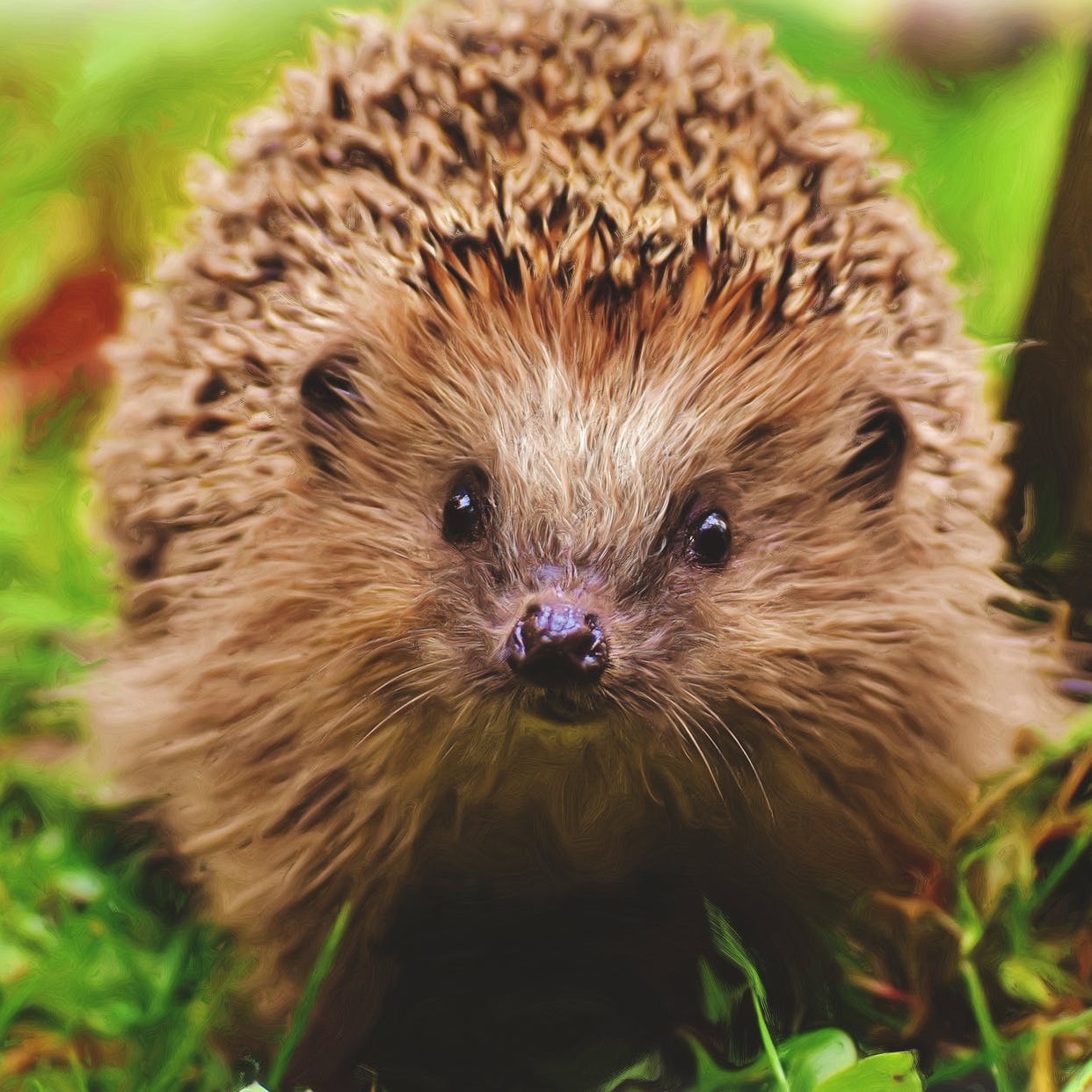 The Ultimate Guide to Protecting British Hedgehogs