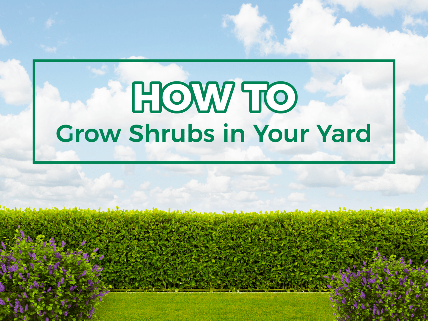 How To Plant & Grow Shrubs In Your Yard
