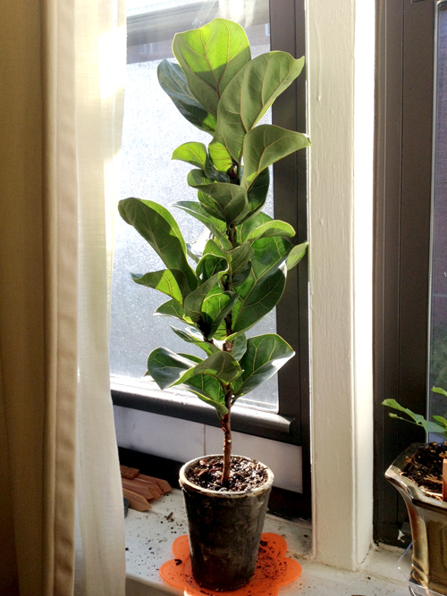 My New Baby Fiddle Leaf Fig Tree « Joe & Cheryl