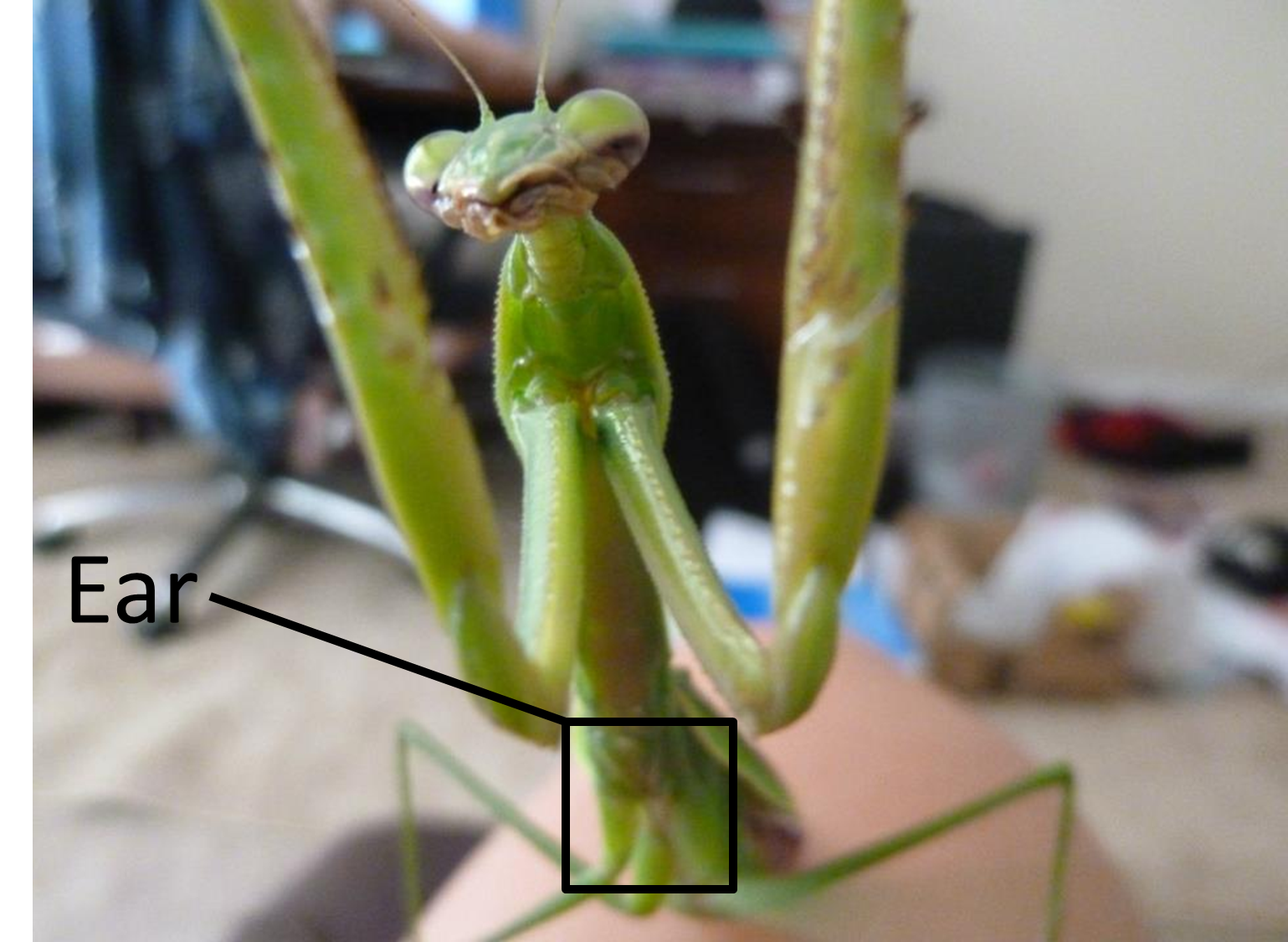 Why Do Mantids Only Have One Ear? | Ask An Entomologist