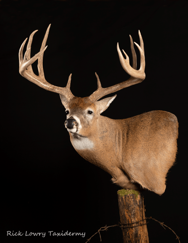 988024L Full Sneak Wall Pedestal Joe Coombs Classics, Inc.