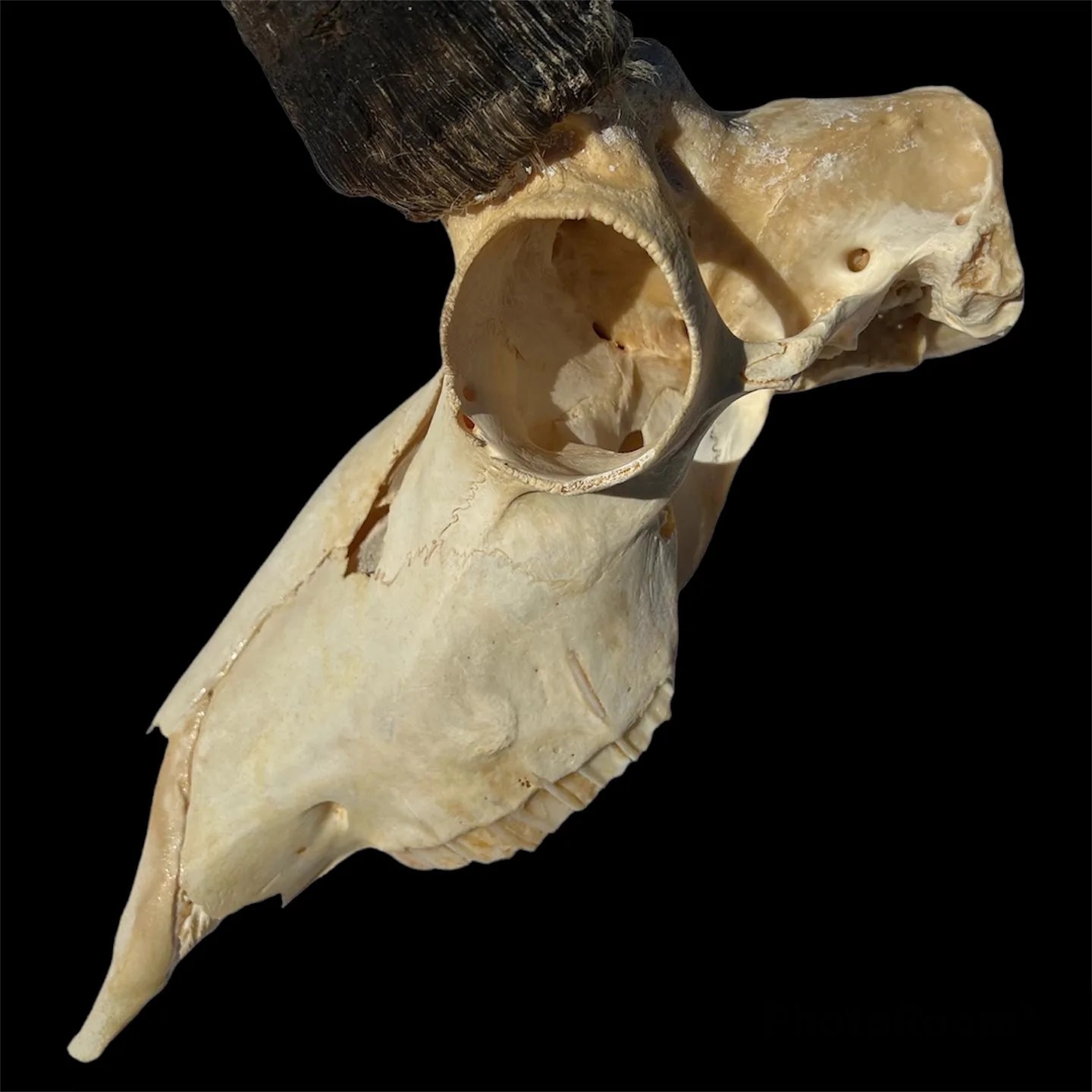 Bone Brite Degreasing and Whitening Kit Joe Coombs Classics, Inc.