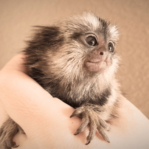 Oliver – Adorable Male Pygmy Marmoset (18 Weeks Old)