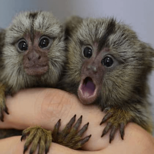 Max – Energetic Male Pygmy Marmoset (4 Months Old)
