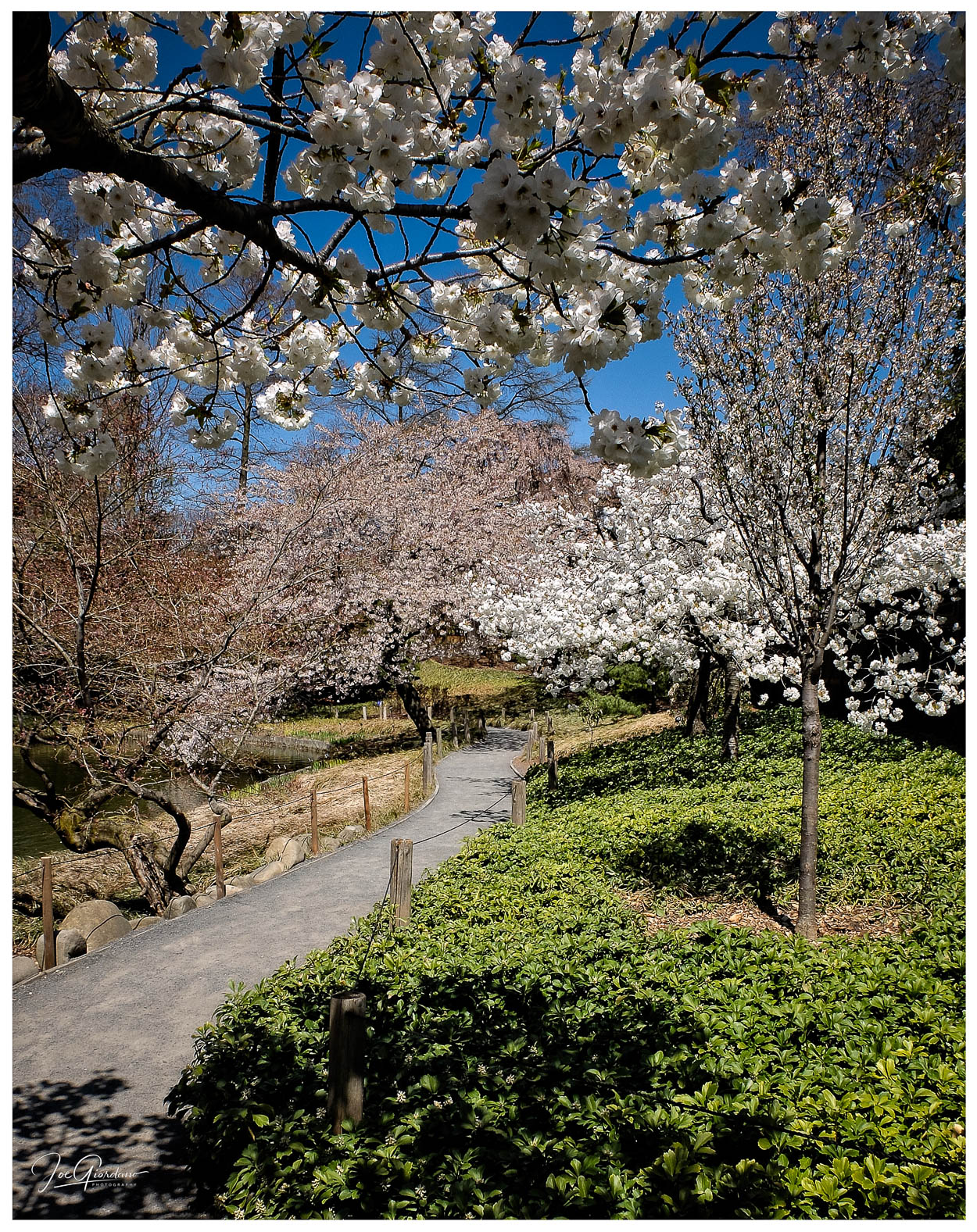 Brooklyn In Bloom The Visual Chronicle
