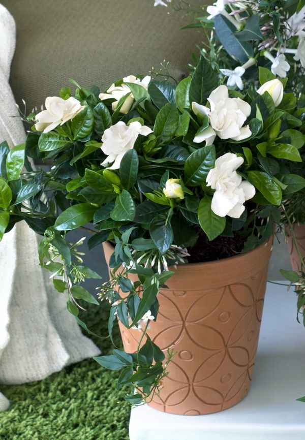 En mars, les plantes à fleurs blanches parfumées