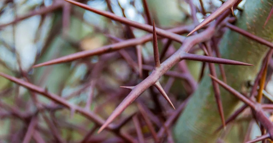 The 20 most important interpretations of seeing a fork in a dream by