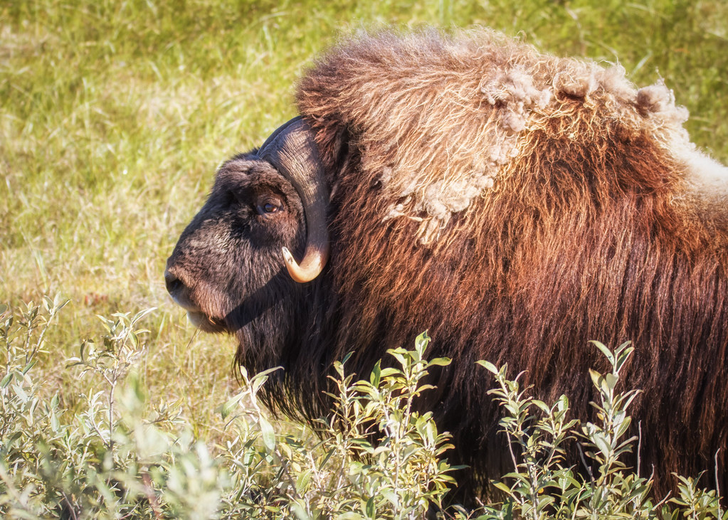 'Dedicated' Alaska Officer 'Tragically Killed' After Being Attacked by