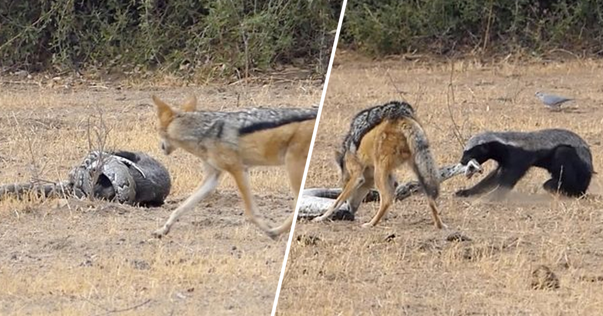 Shocking Video of Python, Honey Badger and Jackals Fighting Each Other Goes Viral Restoring