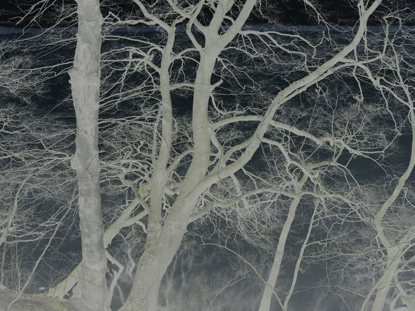 Wood Veins Jørgen Johansson