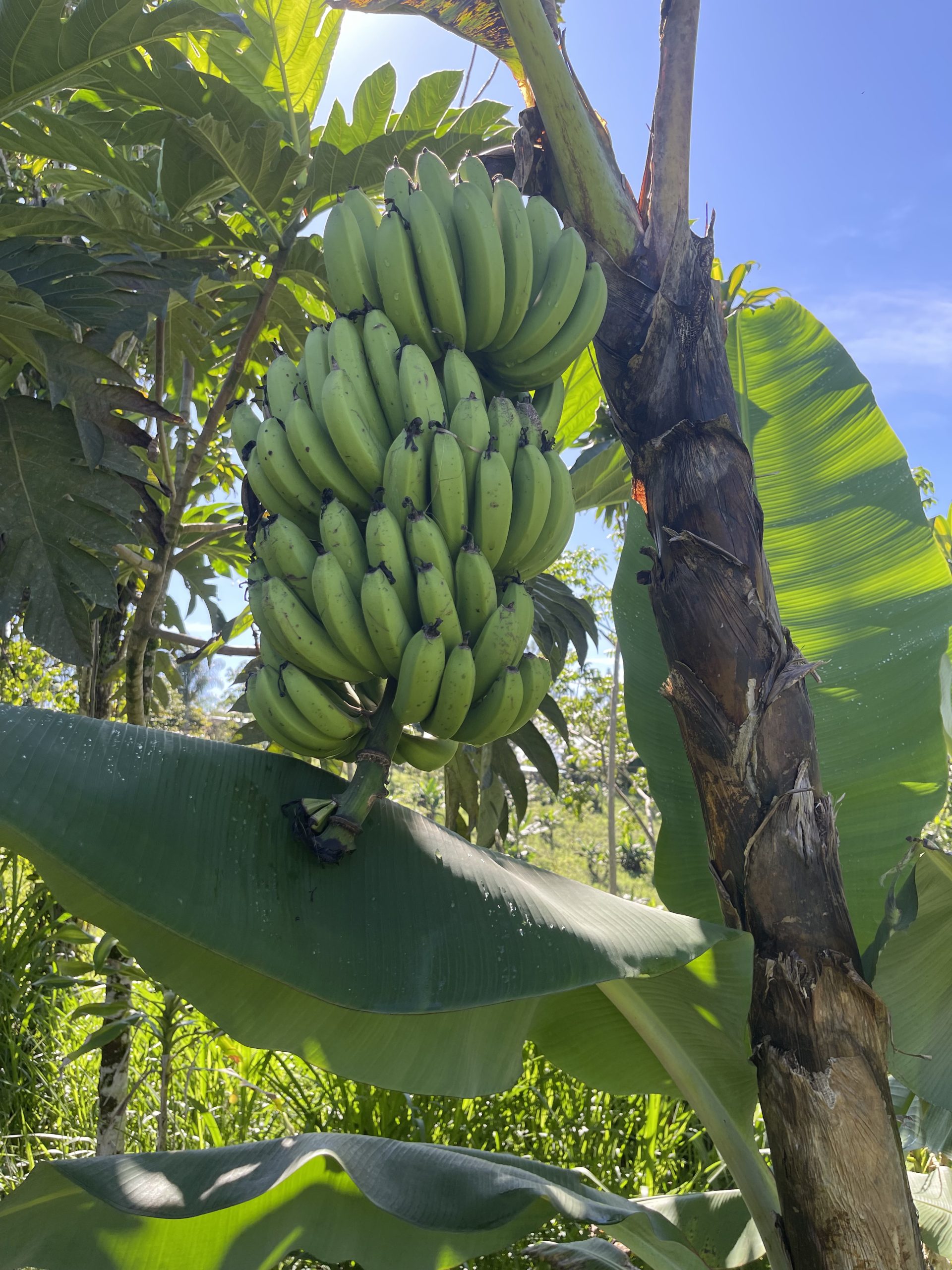 Joe's Coffee Corner Your Ultimate Guide to Coffee, from Farm to Cup