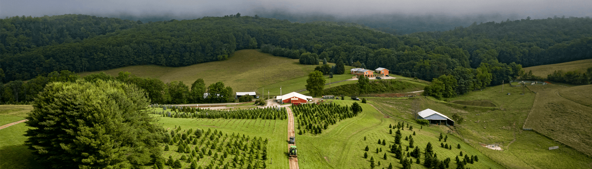 Joe's Trees Newport, VA Choose n Cut