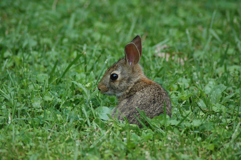 Backyard Bunny 5 Minutes with Joe