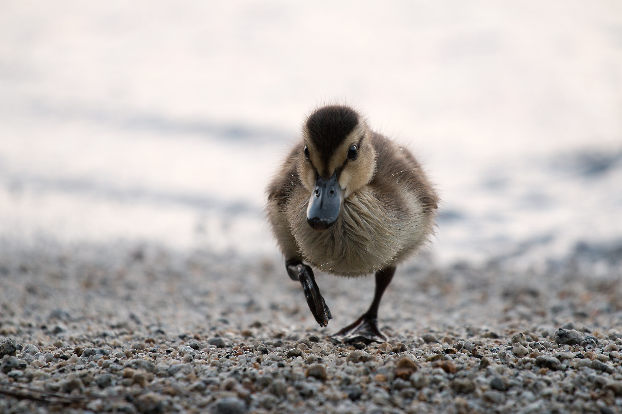 Flickr a Day 117 ‘Run Duckling, Run!’ 5 Minutes with Joe