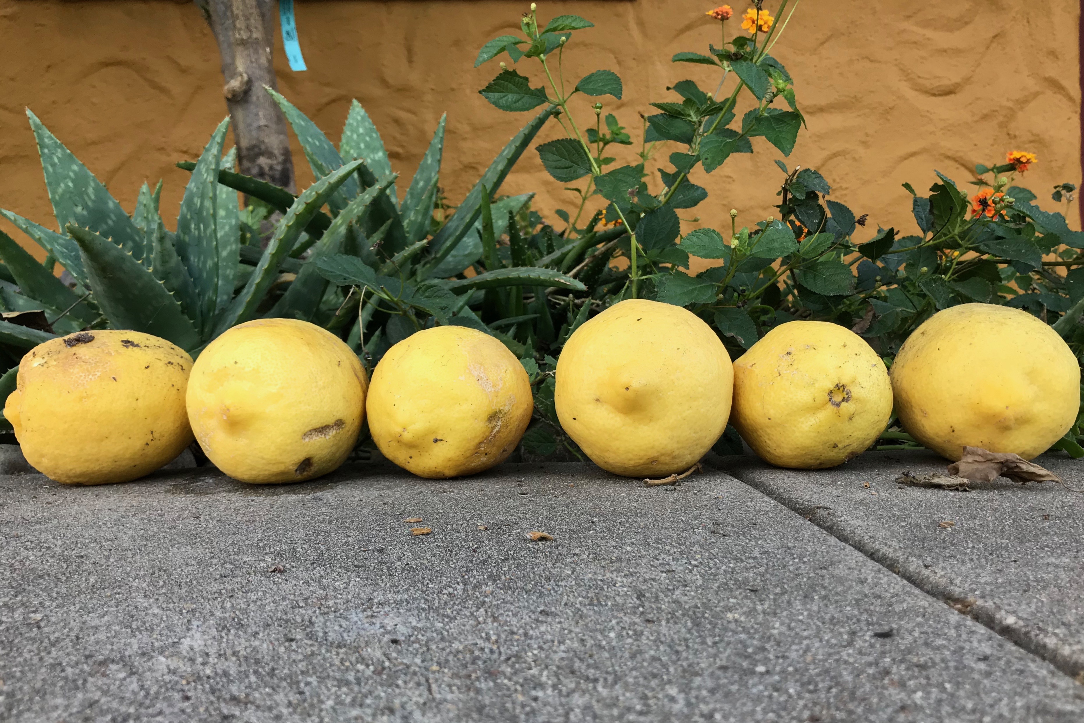 How Sweet, Sour Fruit 5 Minutes with Joe