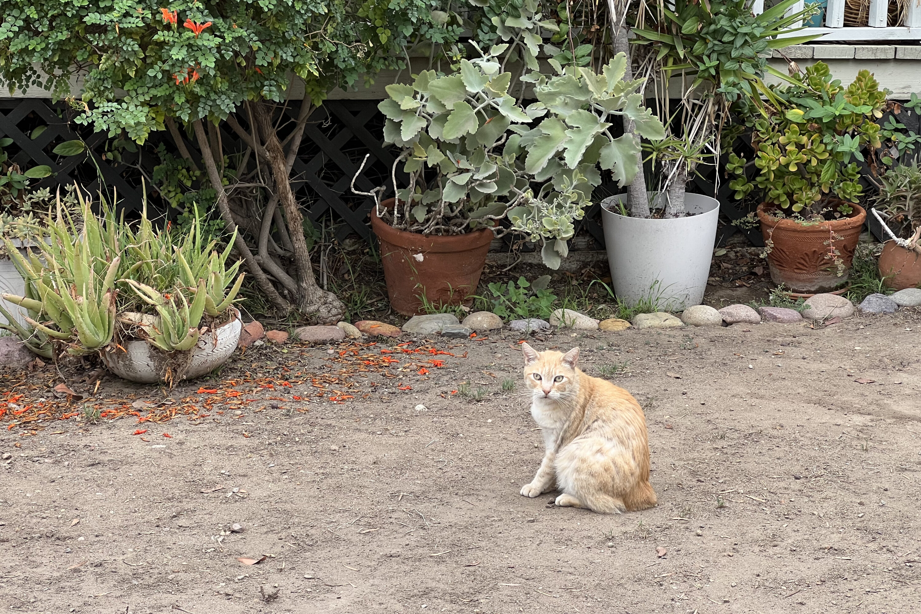 Shakey Ginger Cat 5 Minutes with Joe