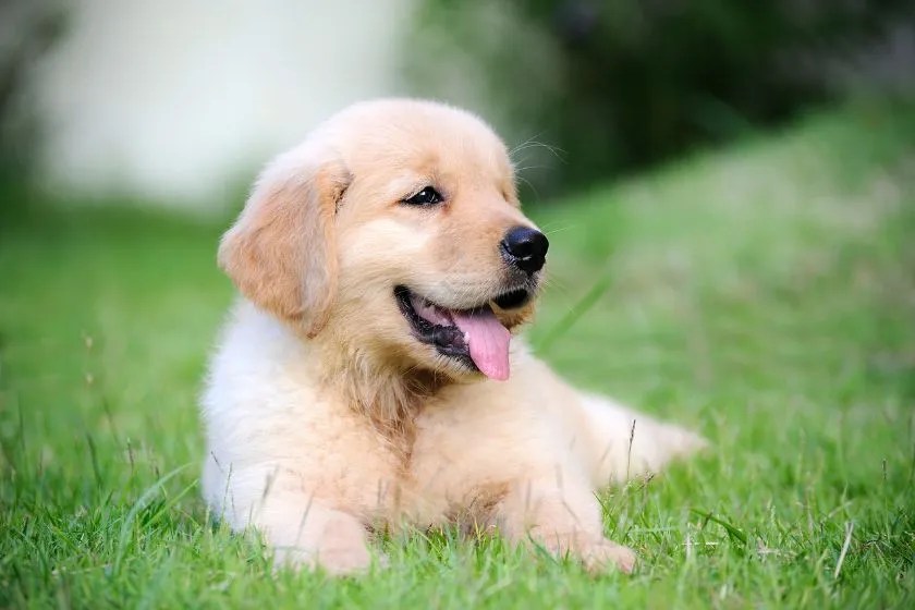 Puppy Treadmill Jog Dat Dog