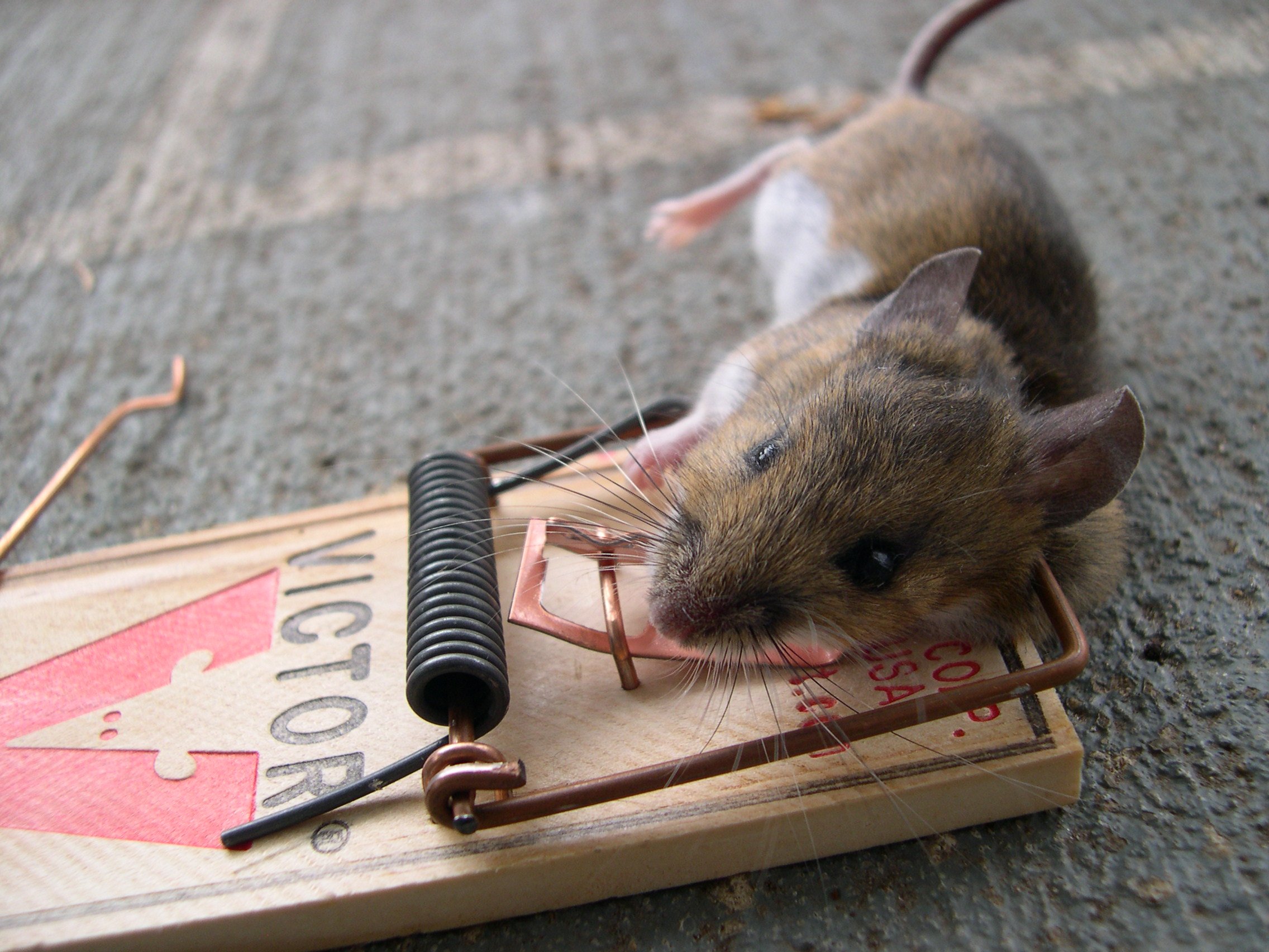 dead mouse